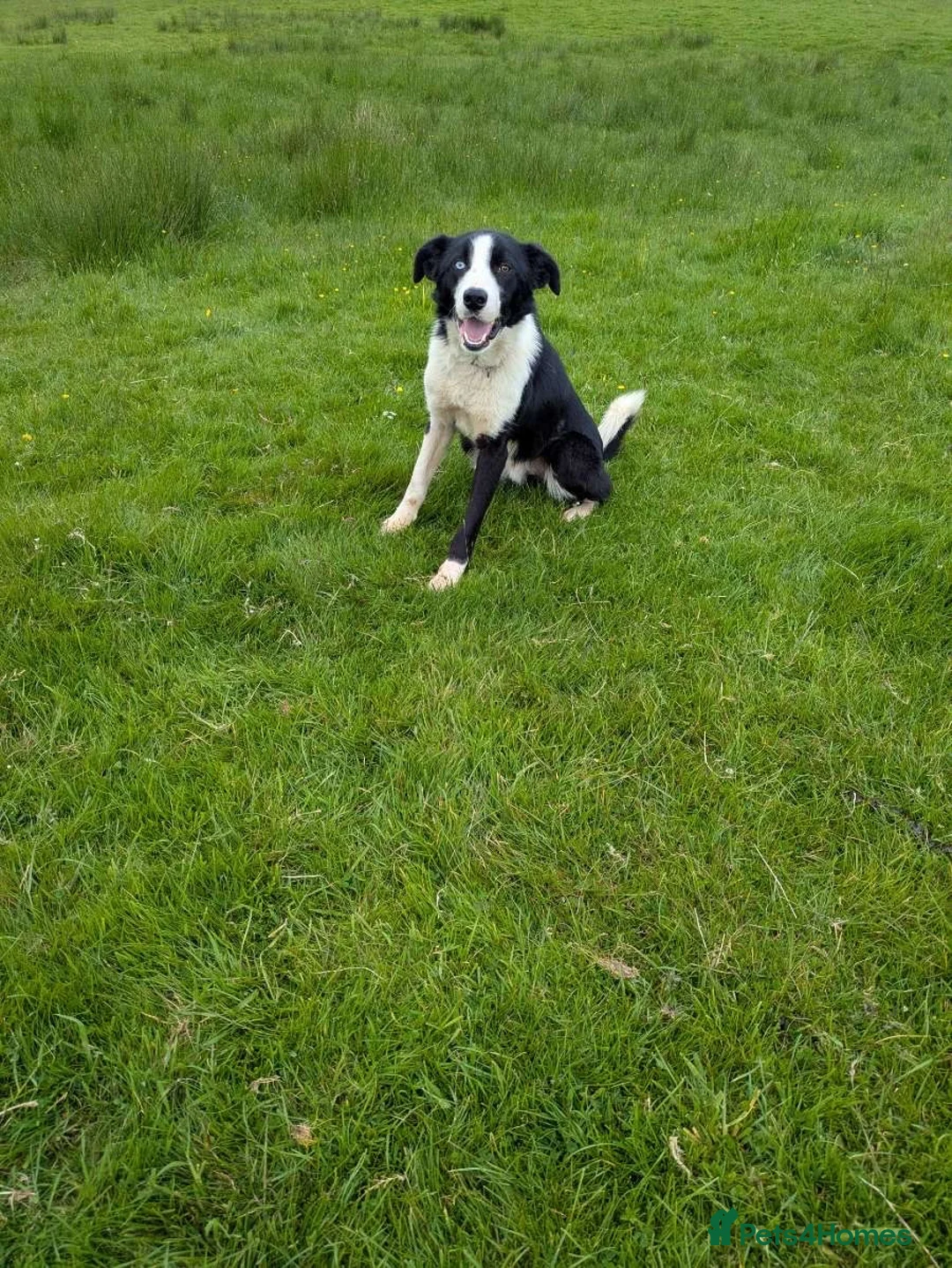 Border Collie dogs for sale: border collie in Maybole - Advert 2