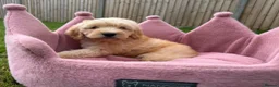 Cockapoo dogs for sale: Stunning F1 Cockapoos looking for 5⭐️ homes!  - Advert 21