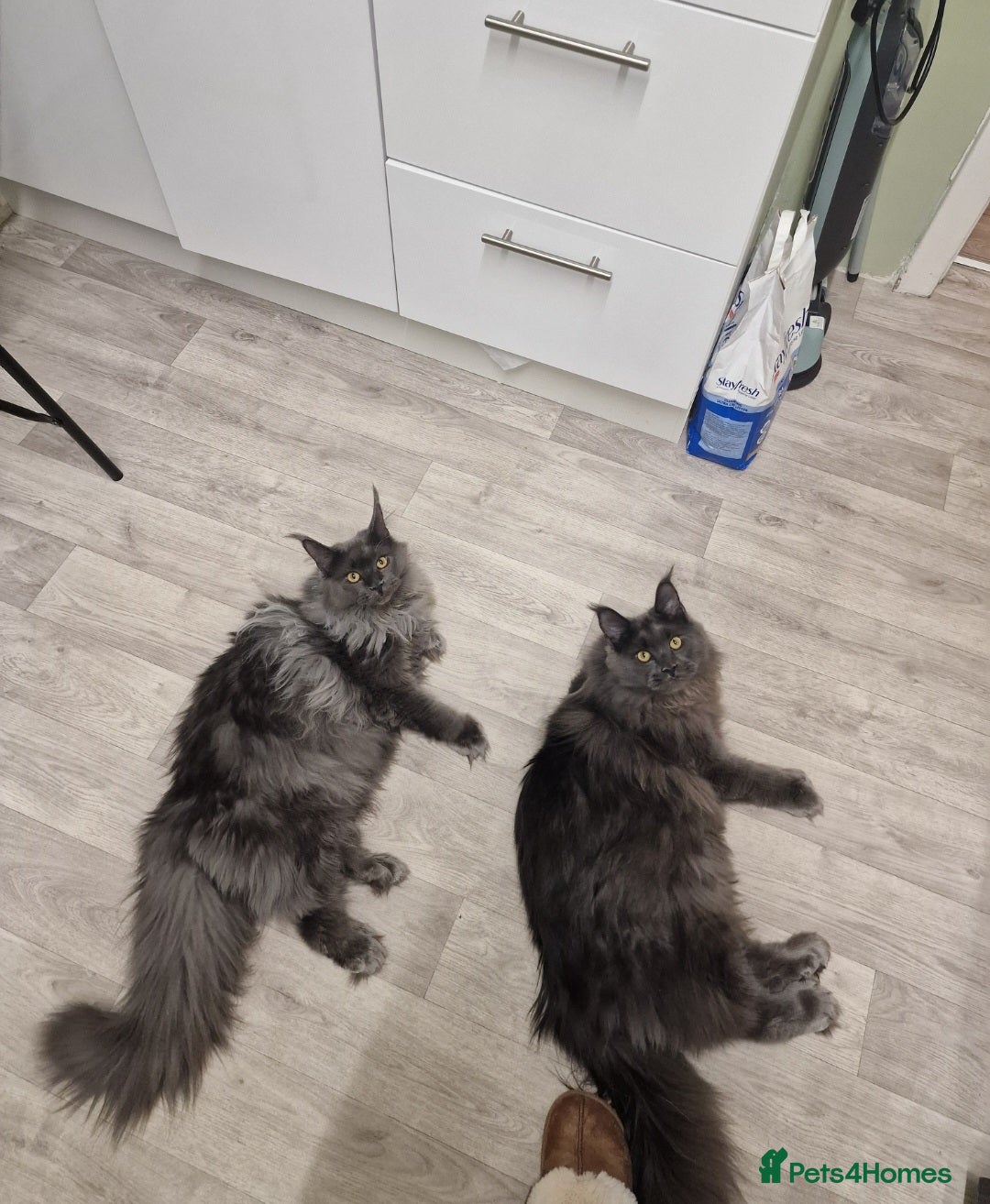 Maine Coon cats for sale: 2x maine coons - Advert 2
