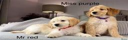 Goldendoodle dogs for sale: ABSOLUTELY GORGEOUS DOODLES  - Advert 17