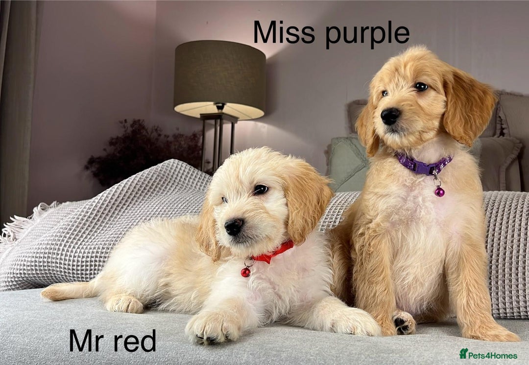 Goldendoodle dogs for sale: ABSOLUTELY GORGEOUS DOODLES  - Advert 17