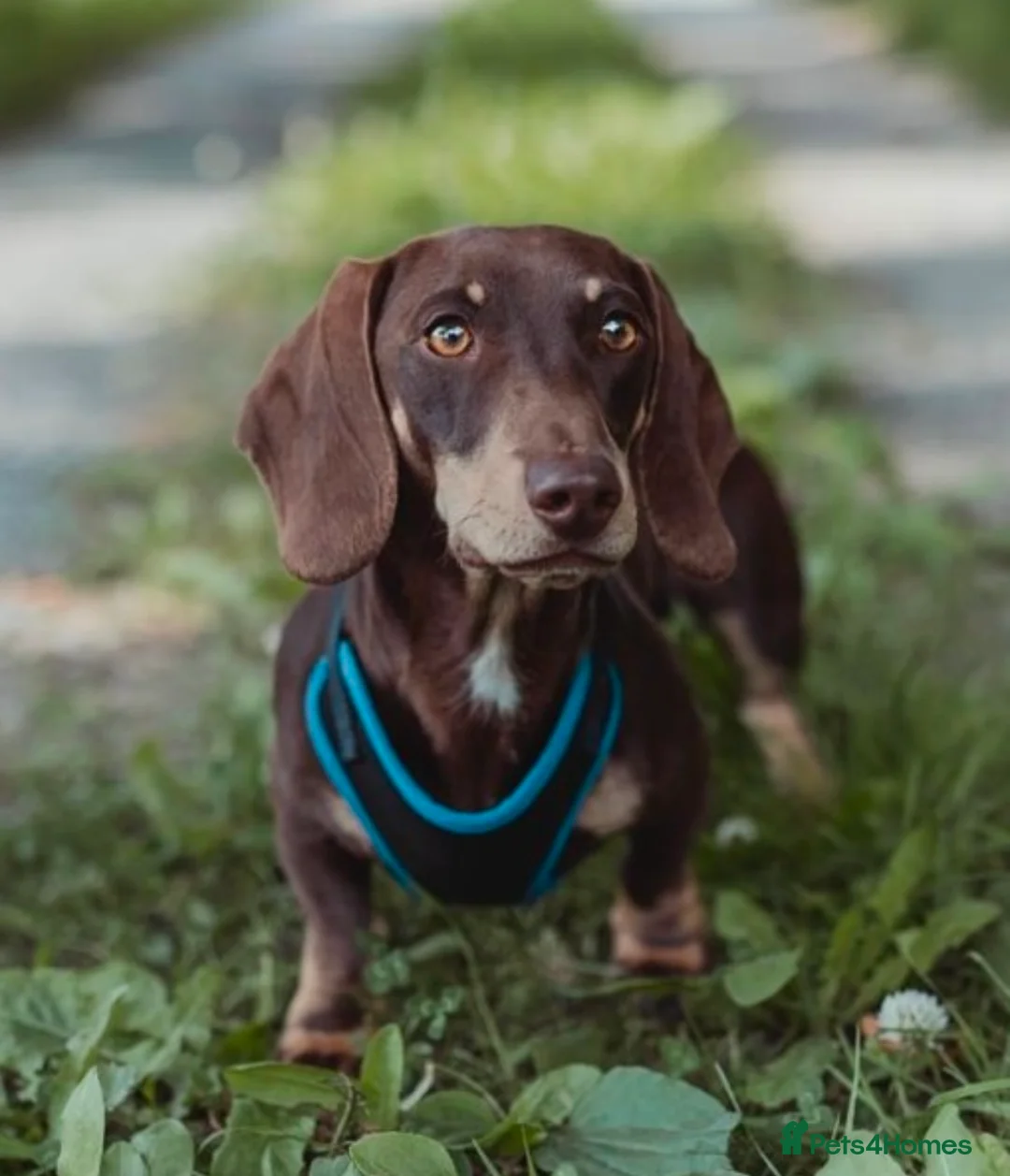 Miniature Dachshund dogs for sale: Miniature Dachshund Puppies - Advert 6