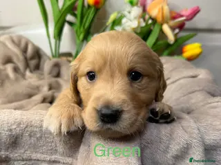 Goldador dogs Adorable Goldador puppies for sale - Advert 4