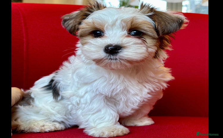 Yorkshire Terrier dogs - Advert 4