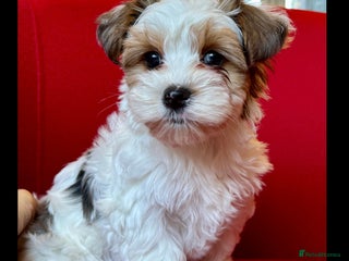 Yorkshire Terrier dogs Rare Blueberry Yorkshire terrier (tested parent) - Advert 9