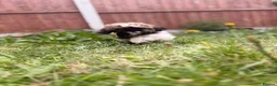 Shih Tzu dogs for sale: Shih Tzu puppies for sale  - Advert 6