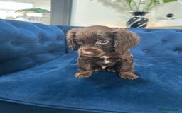 Cocker Spaniel dogs for sale: Beautiful litter of cocker spaniel pups 4 left  - Image 14