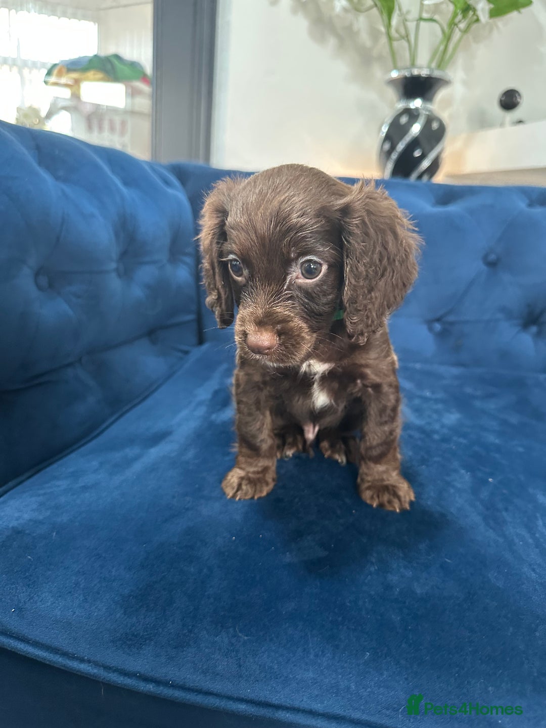 Cocker Spaniel dogs for sale: Beautiful litter of cocker spaniel pups 4 left  - Image 14