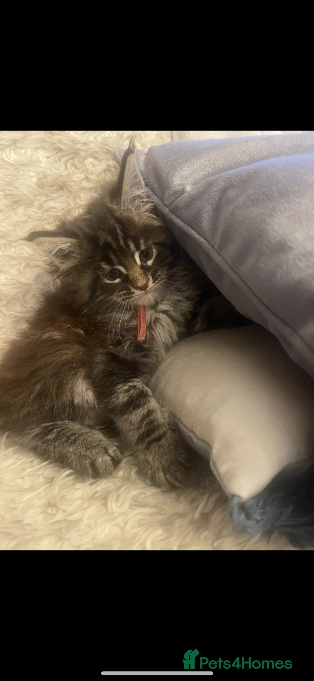 Maine Coon cats for sale: Maine coon - Advert 2