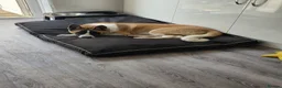 Akita dogs for sale: Akita 5 months - Advert 1