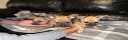 Mixed Breed dogs for sale: READY NOW French Bull dog cross Chihuahua puppies  - Advert 4