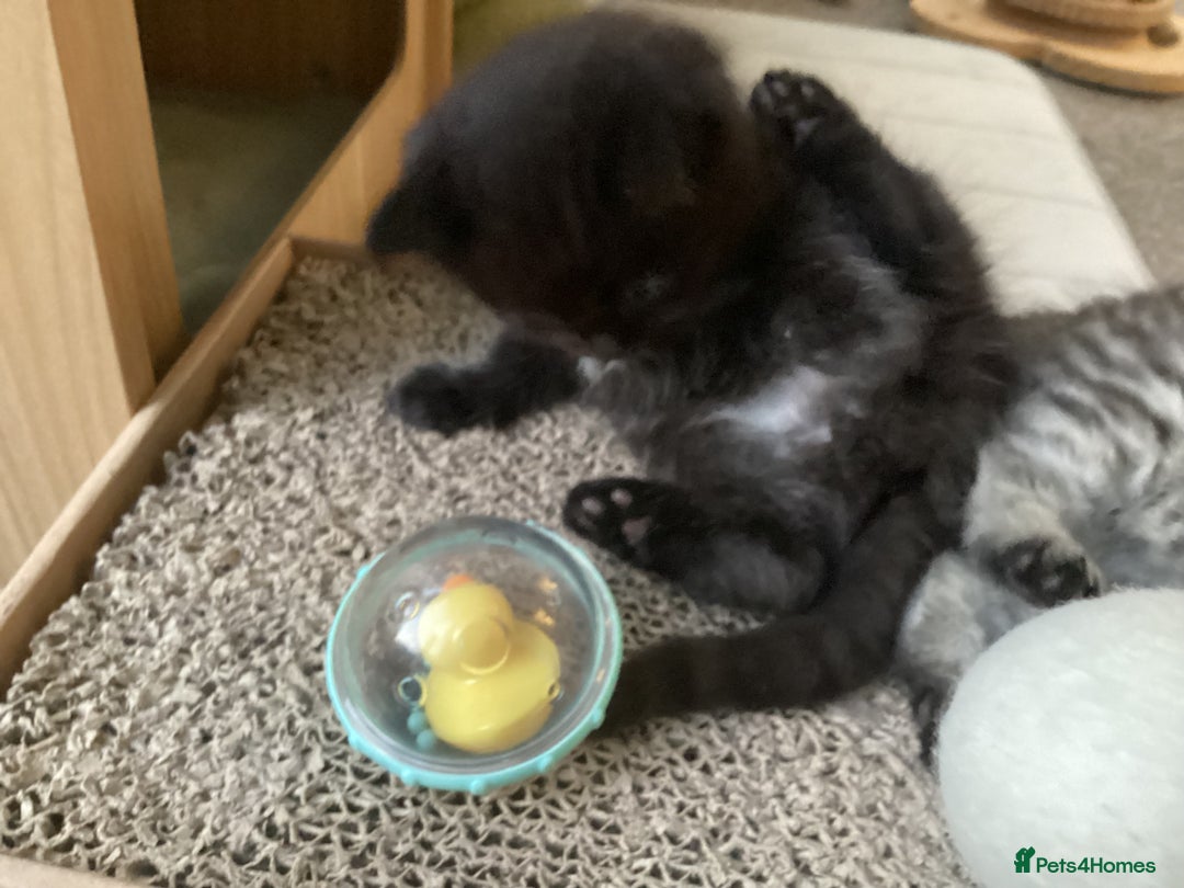 Ragdoll cats for sale: Adorable Ragdoll x Chinchilla Tabby - Image 9