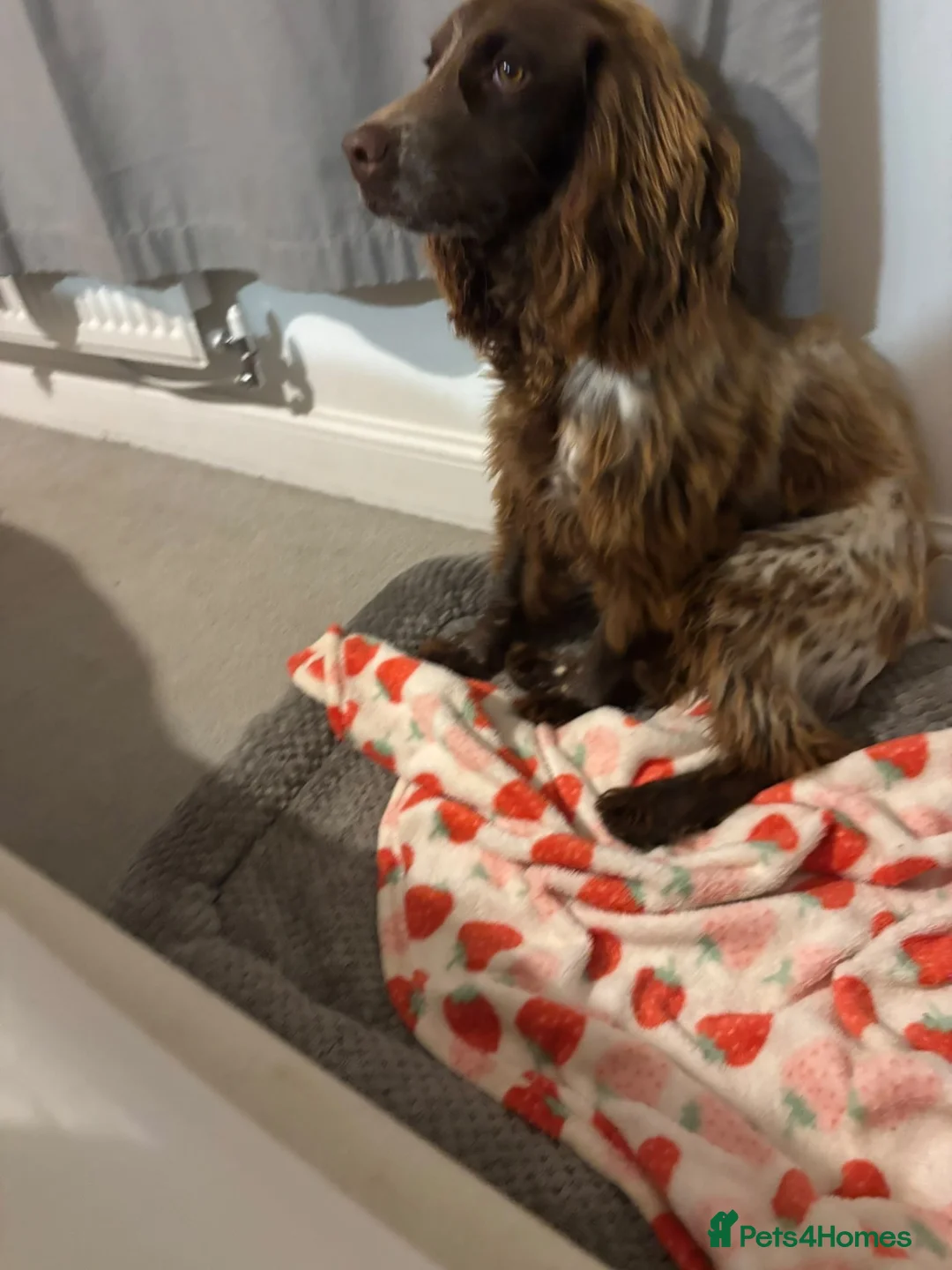 Sprocker dogs for sale: 8 month old sprocker in Abingdon - Advert 1