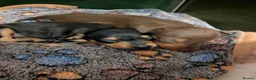 Miniature Pinscher dogs for sale: Miniature Pinscher Pups seen with mum & dad  in Market Drayton - Advert 17