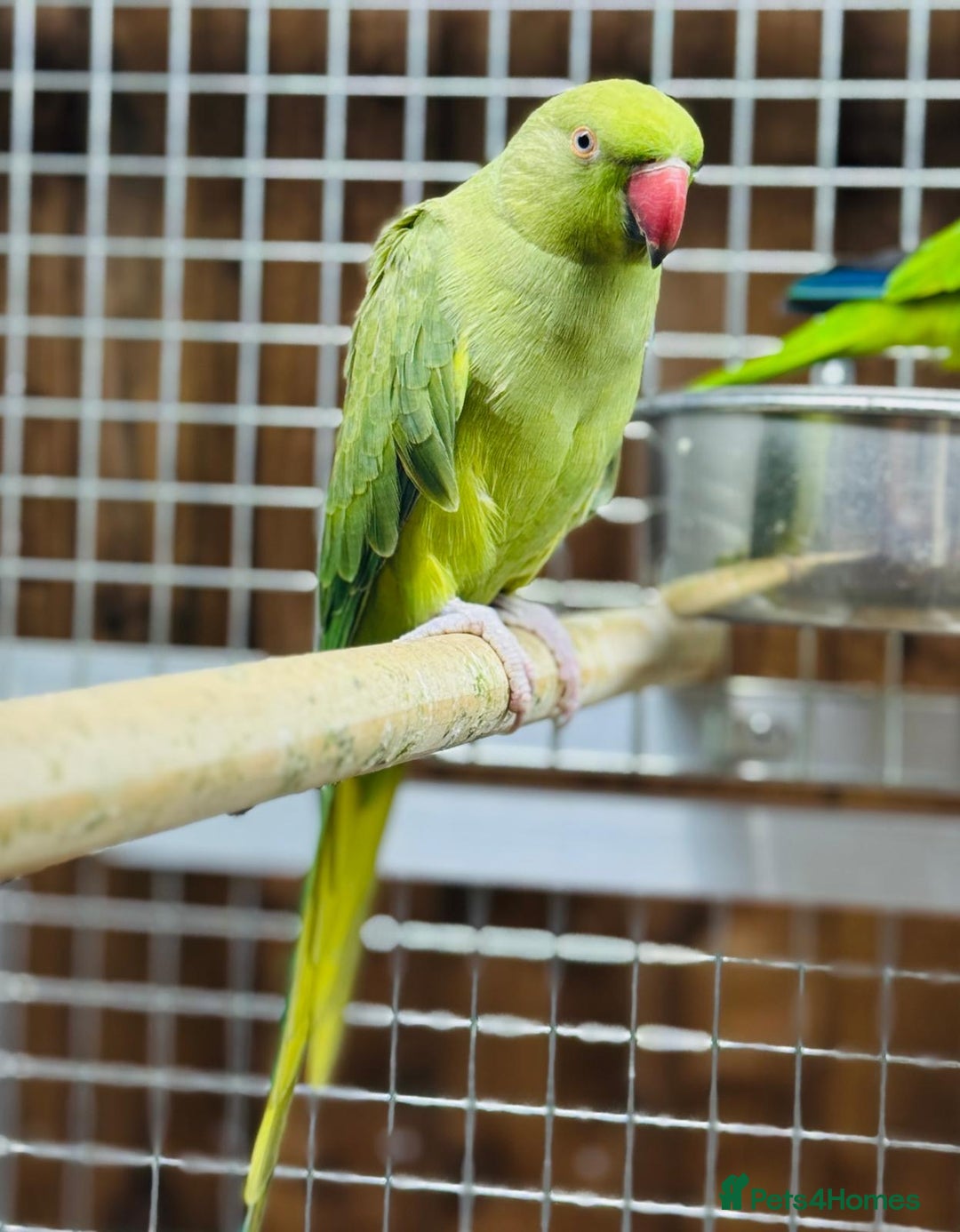 Ringnecks birds for sale: Indian ring neck - Image 8