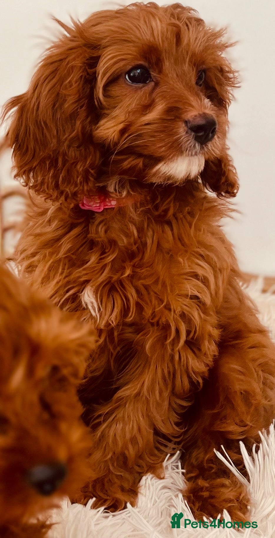 Cavapoo dogs for sale: F1 Cavapoo puppies, fully health tested parents - Advert 2