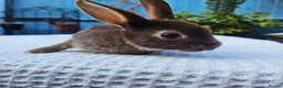 Rex rabbits for sale: Mini rex Chocolate & Lilac  - Advert 2