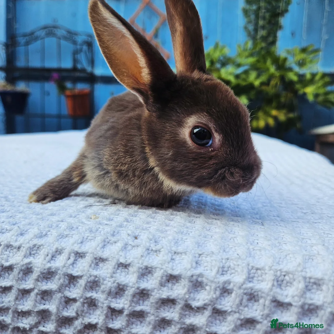 Rex rabbits for sale: Mini rex Chocolate & Lilac  - Advert 2