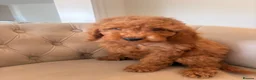 Cockapoo dogs for sale: LICENSED BREEDER QUALITY COCKAPOO PUPPIES  - Advert 3