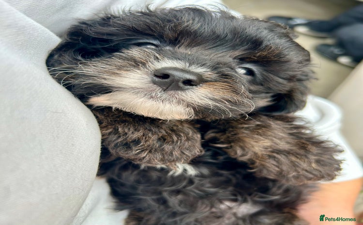 Cavapoo dogs - Advert 7
