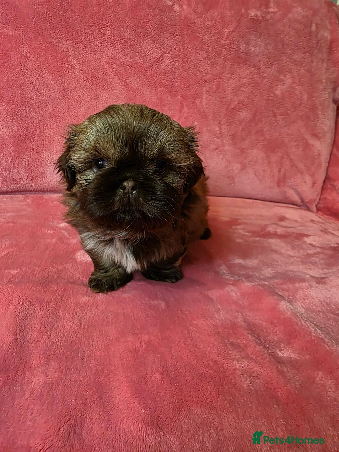 Shih Tzu dogs for sale: Two Beautiful Full Pedigree Shih Tzu Girls - Advert 5