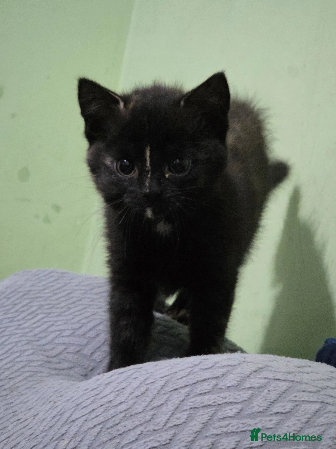 Mixed Breed cats for sale: 2 lovely 8 week old kittens  - Advert 2