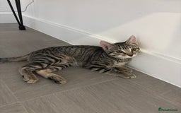 Mixed Breed cats for sale: Gorgeous Girl kitten  - Image 3