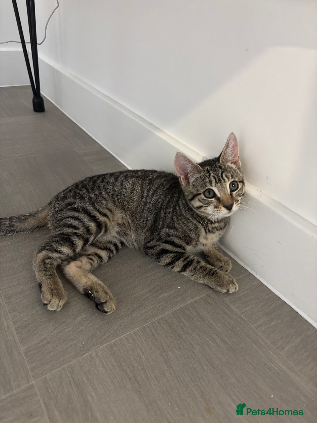 Mixed Breed cats for sale: Gorgeous Girl kitten  - Image 3