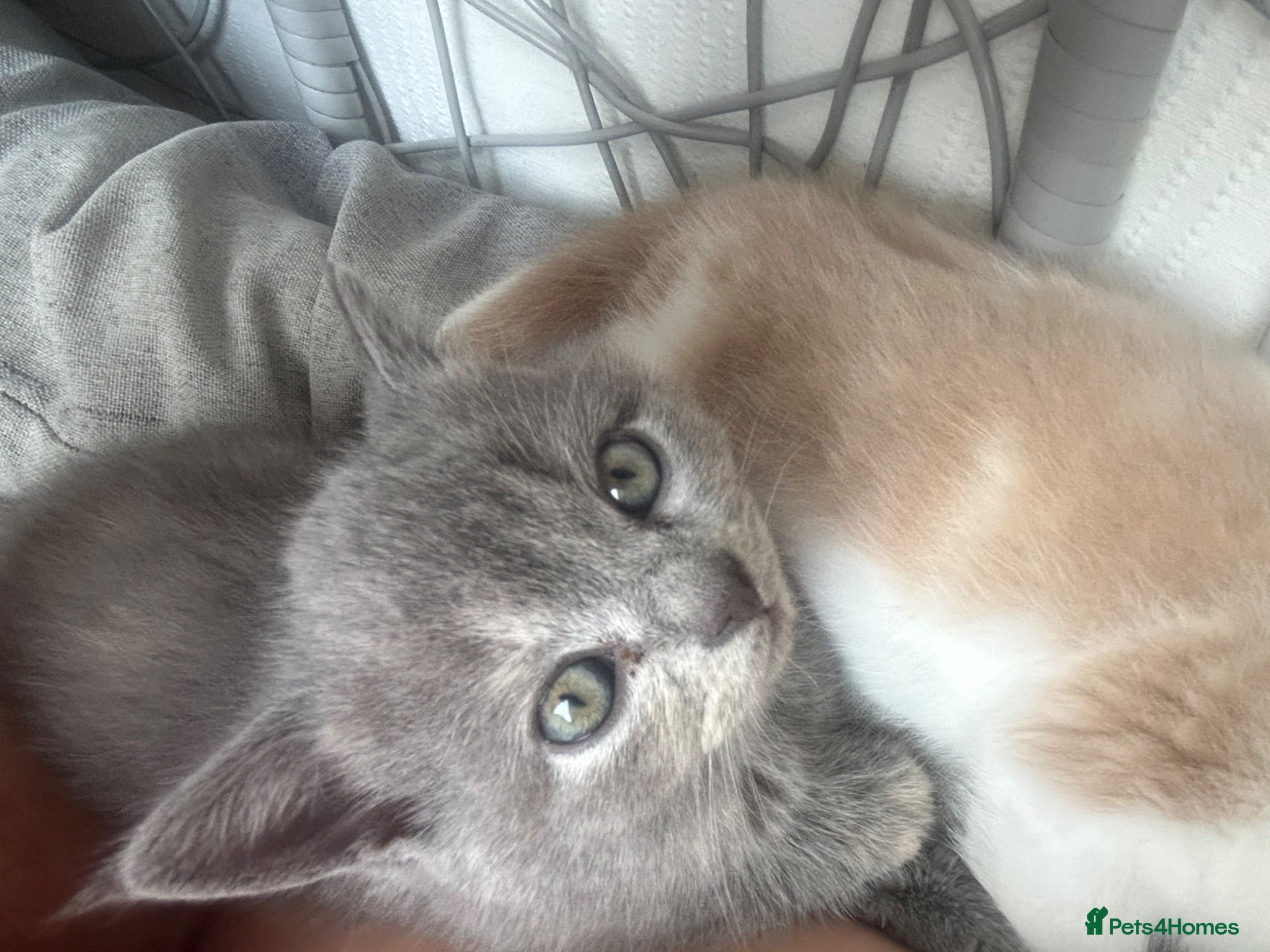 British Shorthair cats British short hairxPersian kittens - Advert 2