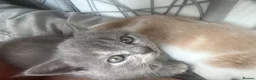 British Shorthair cats for sale: British short hairxPersian kittens - Advert 2