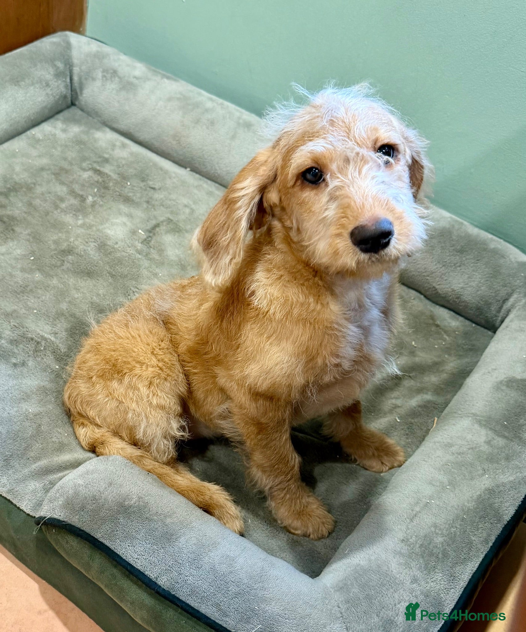 Labradoodle dogs Miniature Labradoodles frm licensed Exp breeder - Advert 1