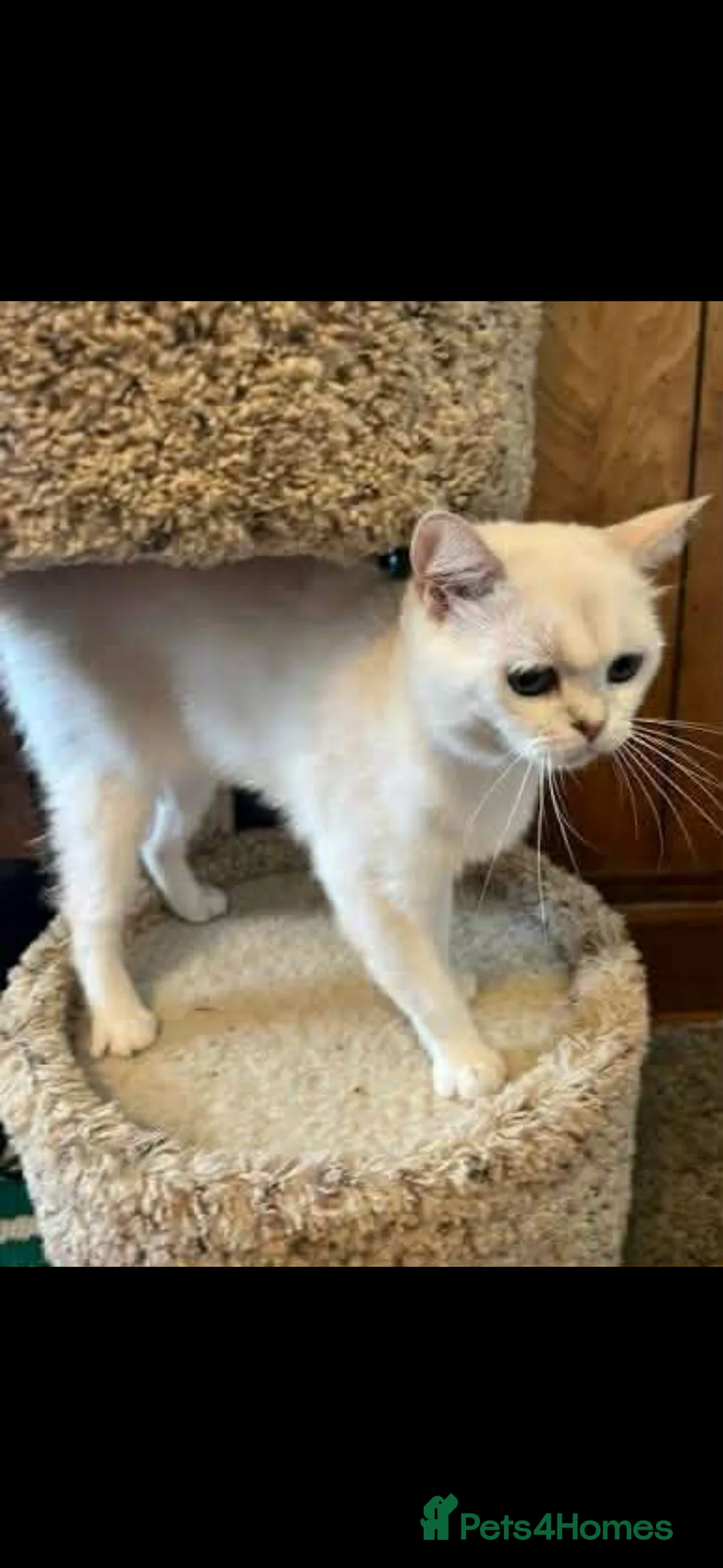 British Shorthair cats for sale: Kittens for sale bradford - Advert 11