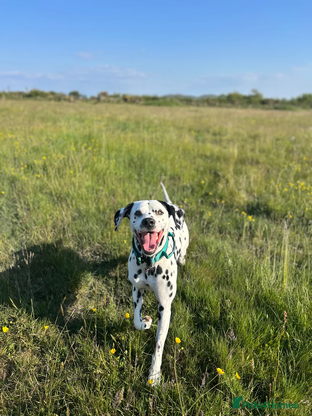 Dalmatian dogs for stud: STUNNING PROVEN KC BLACK SPOTTED DALMATIAN - Advert 17