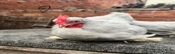Turkeys poultry for sale: Lavender Pekin Bantam Pullets + Cockerels - Advert 5