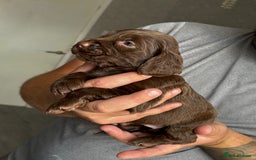 Cockapoo dogs for sale: OUTSTANDING FB1 COCKAPOOS - Image 3