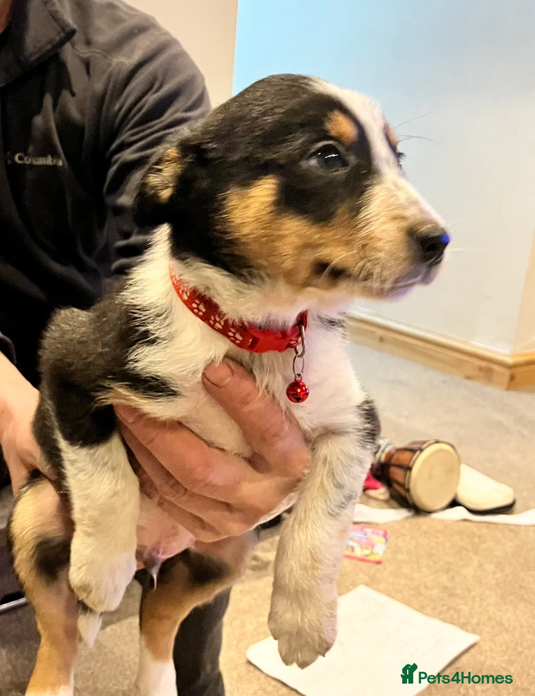 Border Collie dogs for sale: 2 male border collie pups  - Advert 6