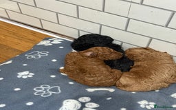 Maltipoo dogs for sale: Maltipoo pups ready to go around 22nd December - Advert 9