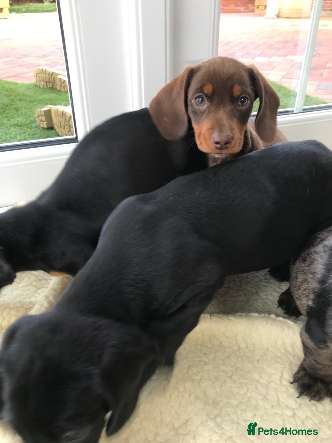 Dachshund dogs for sale: Dachshund puppies  - Image 2