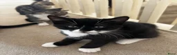 Mixed Breed cats for sale: 4x kittens for sale - Advert 10