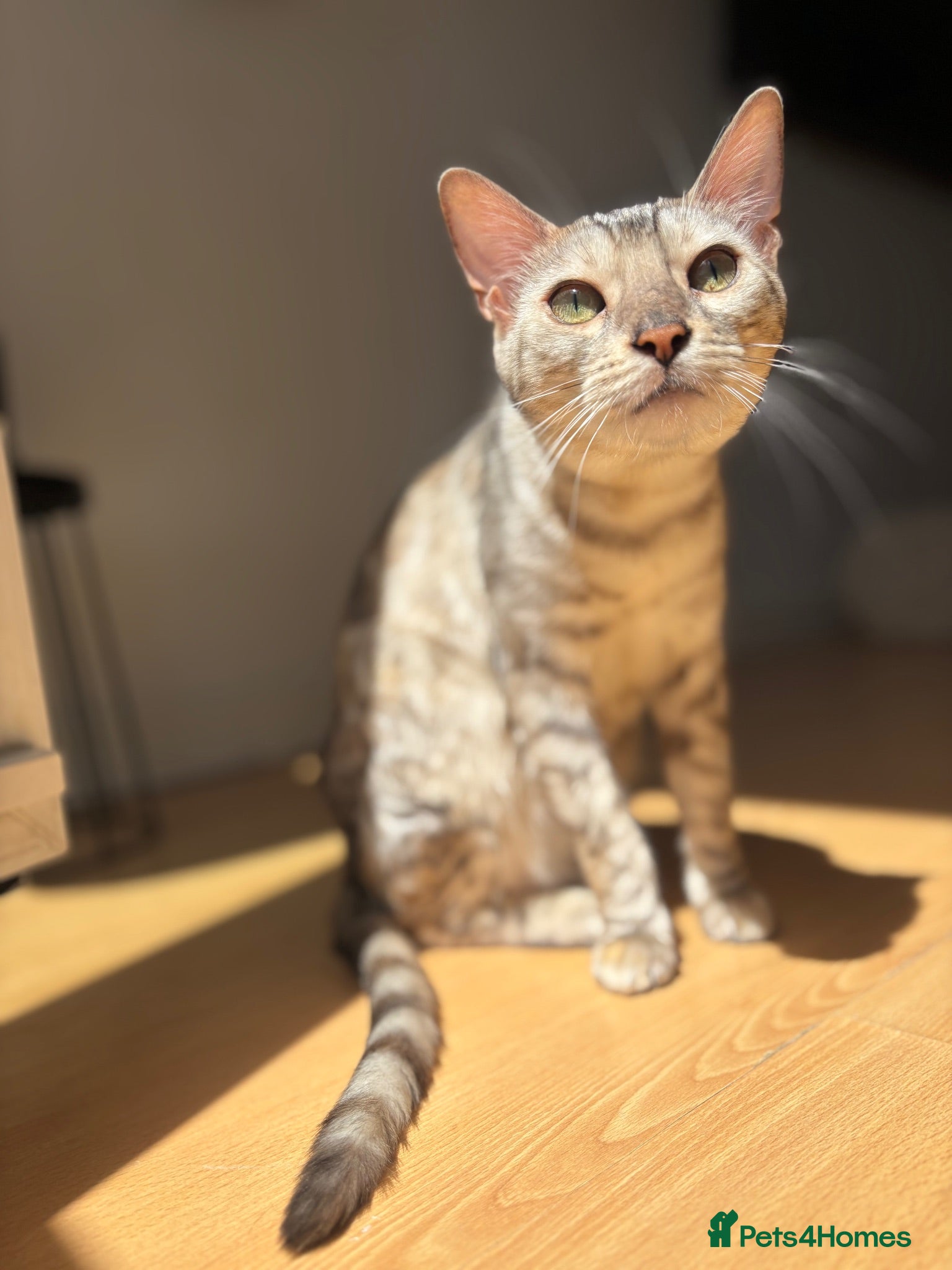 Bengal cats Beautiful Bengal girls  - Advert 16
