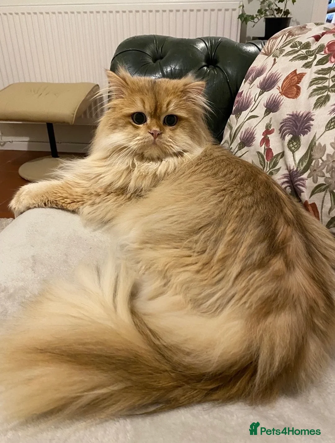 British Longhair cats for sale: GOLDEN BRITISH LONGHAIR  - Advert 1