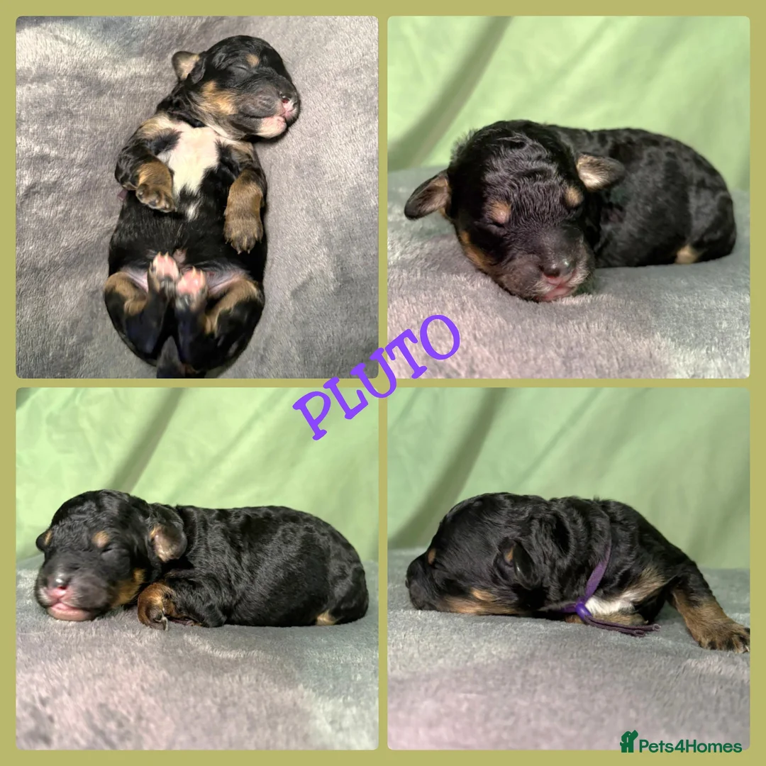 Bernedoodle dogs for sale: Stunning Bernedoodles💕DNA Health Tested Parents ! - Advert 26