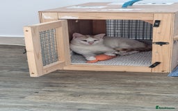 Mixed Breed cats for adoption: [Indoors only] Tom, Bryan, Ezzie: cuddliest boys - Image 5