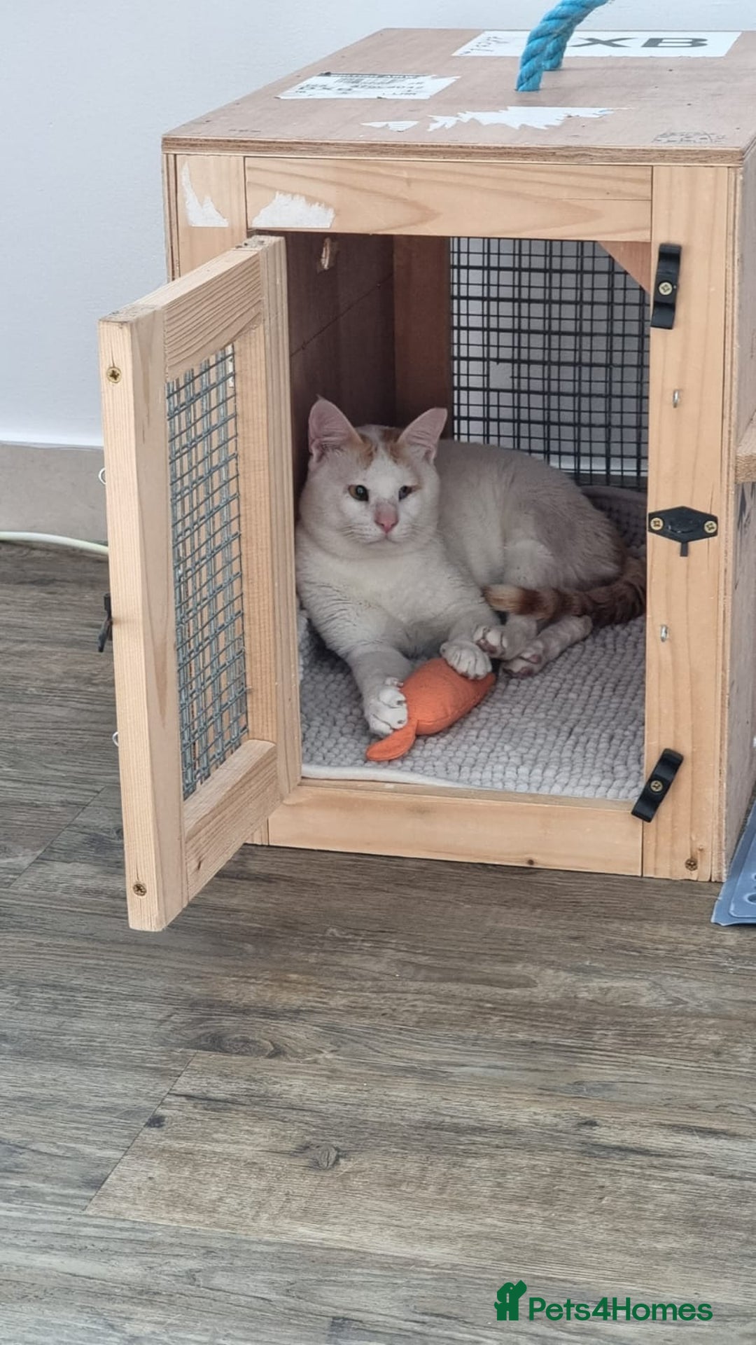 Mixed Breed cats for adoption: [Indoors only] Tom, Bryan, Ezzie: cuddliest boys - Image 5