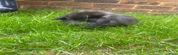 Mini Lop rabbits for sale: Super Fluffy Friendly Pure Bred Mini Lop - Advert 2