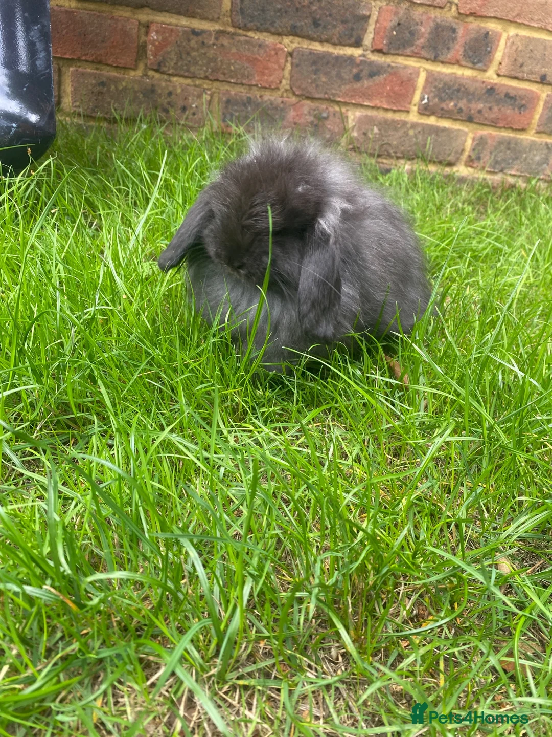 Mini Lop rabbits for sale: Super Fluffy Friendly Pure Bred Mini Lop - Advert 2