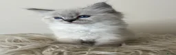 Ragdoll cats for sale: Outstanding GCCF Seal Lynx Ragdoll Kittens 🐾 - Advert 8