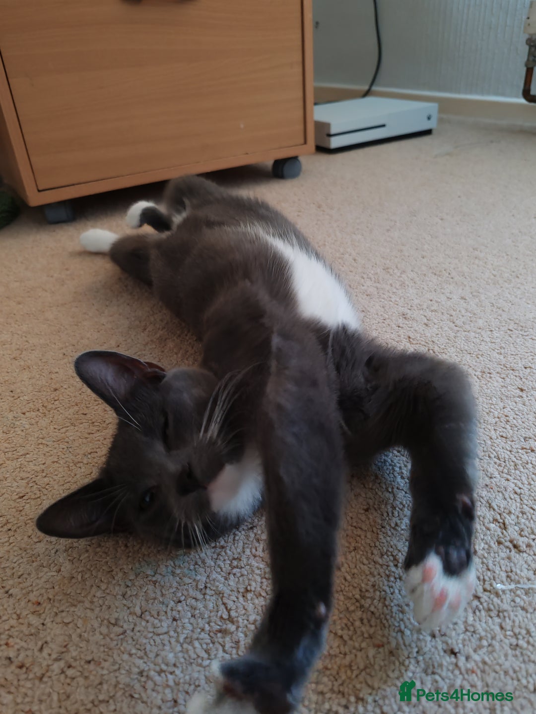 Mixed Breed cats for sale: Grey tuxedo 9 month kitten for a loving home  - Image 4