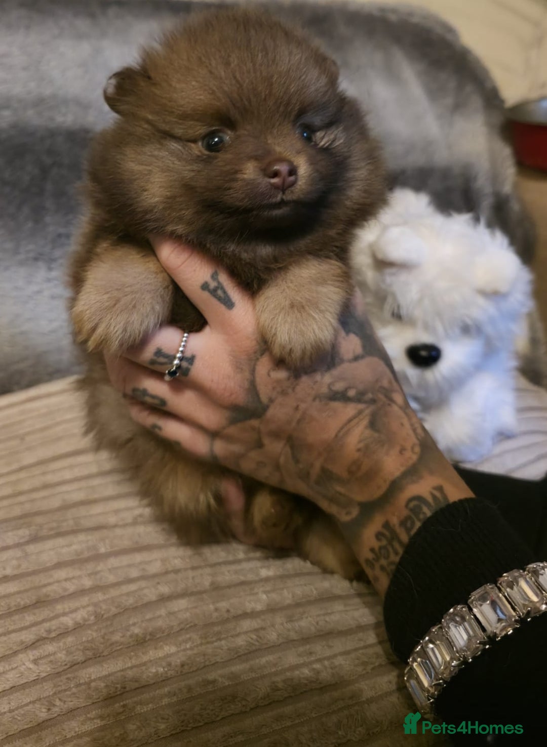 Pomeranian dogs for sale: Rare miniature Teddy face pomeranian puppies  - Image 20