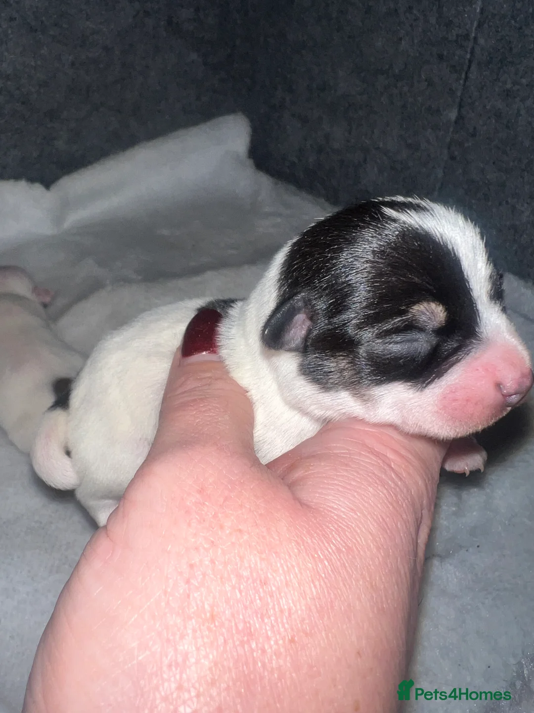 Jack Chi dogs for sale: Two beautiful jack-chi pups - Advert 10